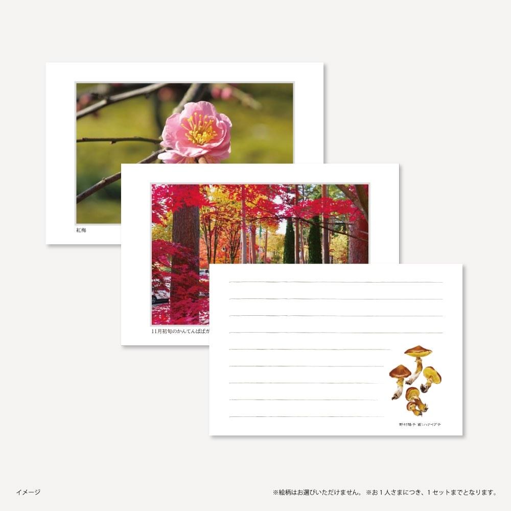 寒天の専門店】絵葉書セット: レシピ冊子・その他_かんてんぱぱの